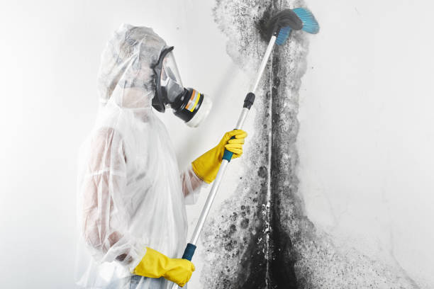 Best Forensic Mold Investigation  in Brunswick, MD