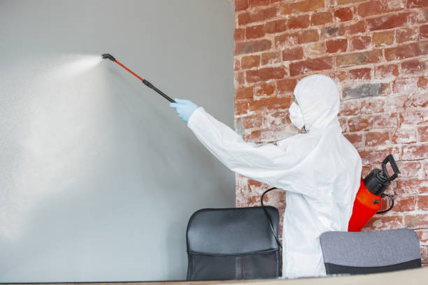 Best Mold Odor Removal Services  in Brunswick, MD