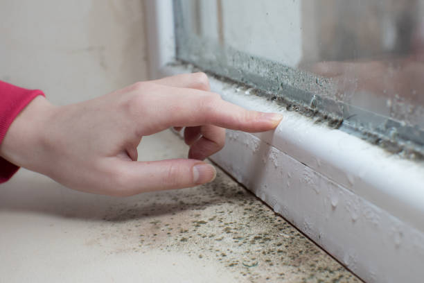 Asbestos and Lead Testing During Mold Inspection in Brunswick, MD