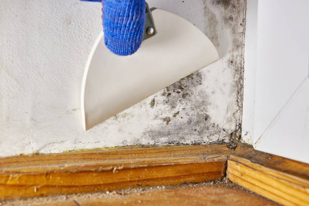 Best Industrial Mold Remediation  in Brunswick, MD