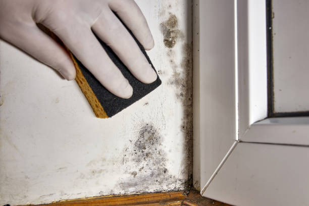 Biohazard Mold Removal in Brunswick, MD