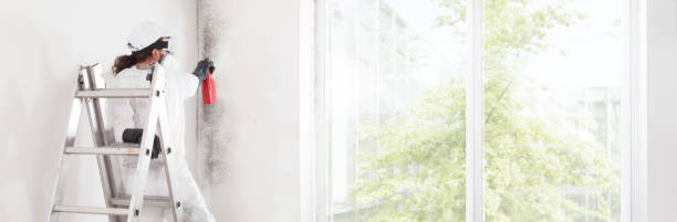Best Environmental Consulting for Mold Prevention  in Brunswick, MD