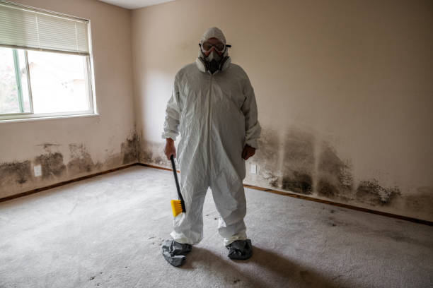 Professional Mold Removal in Brunswick, MD
